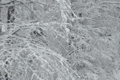IMG_20260125_124720